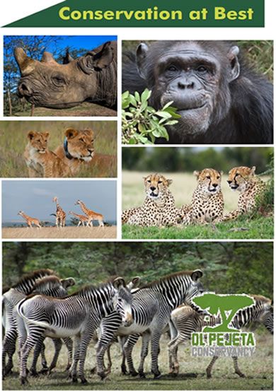 naivasha title small