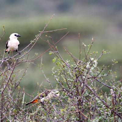 Buffalo Weaver