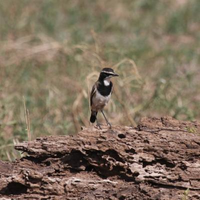 Capped Wheatear