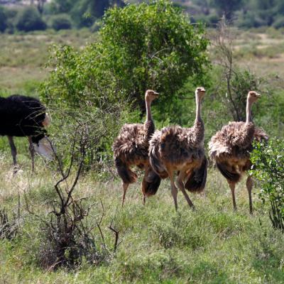 Common Ostrich 5