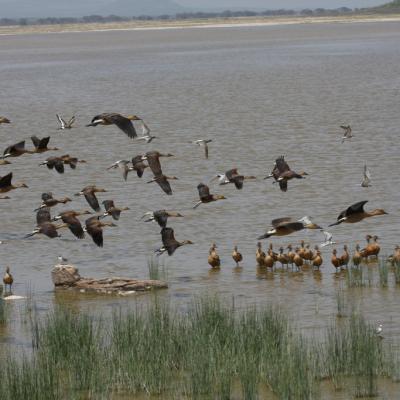 Fulvous Whistling Ducks