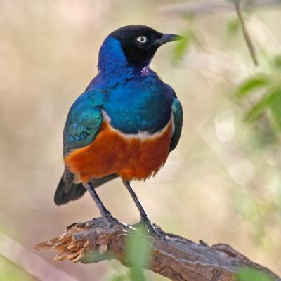Superb Starling