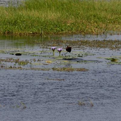 Water Lilies And Jacana