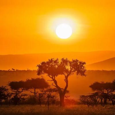 Red Maasai3