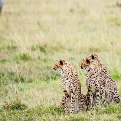 Intrepid Kenya6