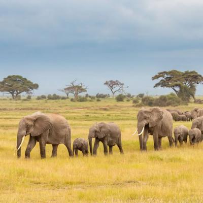 Ulitmate Kenya