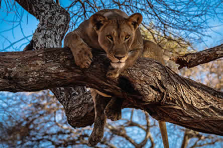 Best of Tanzania Safari